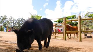 Stuffed Animal - farm animals | Trending HD Video