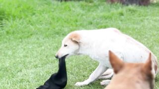 Animal breed - playful dogs enjoying outdoors together | Trending HD Video