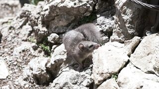 Animal breed - close up video of a squirrel | Trending HD Video