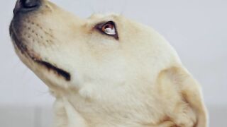 Charlie the Ranch Dog - a dog looking up at the ceiling | Trending HD Video
