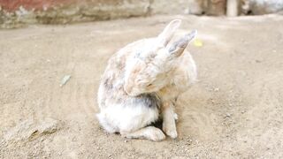 Animal breed - a rabbit grooming itself while resting still in the ground | Trending HD Video