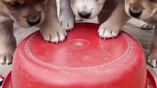 les chiens