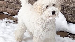 Animal breed - white dog on snow | Trending HD Video