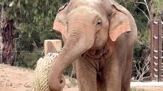 Action figure - asian elephant feeding at werribee zoo | Trending HD Video