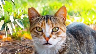 Funnyfuzzy - charming stray cat resting in sunlit park | Trending HD Video
