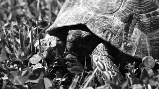 Animale - close up of turtle in grassy terrain | Trending HD Video
