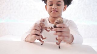 Animal breed - a girl playing with animal toys | Trending HD Video