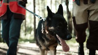 Action figure - volunteers walking together with a german shepherd dog | Trending HD Video