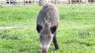Animale - wild boar feeding in open field landscape | Trending HD Video