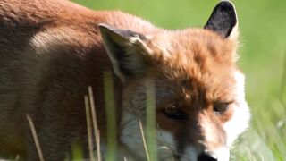 Animale - eyes that capture the soul | Trending HD Video