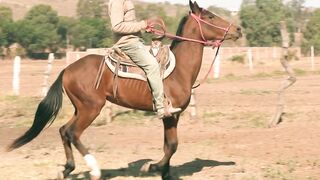 Animal breed - a man riding a horse | Trending HD Video