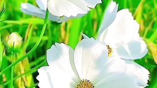 The flowers It's beautiful