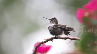 Stuffed Animal - close up on hummingbird on small branch | Trending HD Video