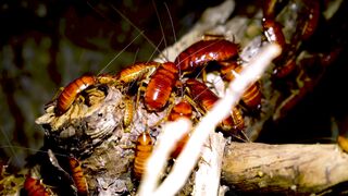 Stuffed Animal - close up of crawling hissing cockroaches | Trending HD Video