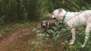Stuffed Animal - dogs playing with each other in the forest | Trending HD Video