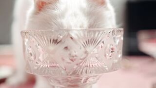 Funnyfuzzy - a cat licking the crystal glass | Trending HD Video