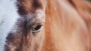 Action figure - close up video of a horse | Trending HD Video