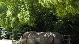 Animale - rare atnimal rhino | Trending HD Video