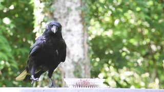 Stuffed Animal - video of a crow eating | Trending HD Video