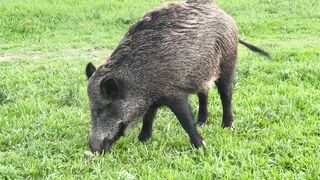 Animale - wild boar grazing in serene park setting | Trending HD Video