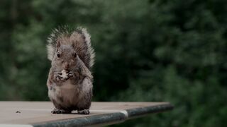 Action figure - a squirrel is sitting on top of a table | Trending HD Video