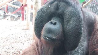 Animal breed - an orangutan is eating inside his cage | Trending HD Video