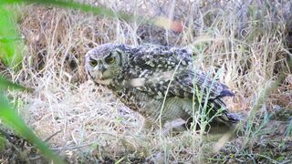 Action figure - great horned owl hunting in natural habitat | Trending HD Video