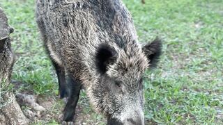 Animale - wild boar grazing in natural habitat | Trending HD Video