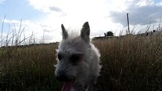 Stuffed Animal - energetic terrier running through a meadow | Trending HD Video