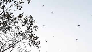 Stuffed Animal - flock of birds flying over forest at dusk | Trending HD Video