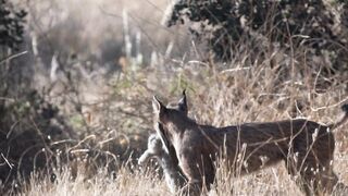 Action figure - lynx in the wild hunting and survival | Trending HD Video