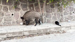 Animale - wild boar and cat interaction on street | Trending HD Video