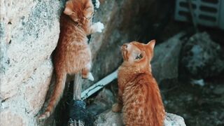Funnyfuzzy - yavru kediler | Trending HD Video