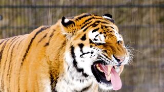 Stuffed Animal - slow motion footage of tiger panthera tigris in zoo | Trending HD Video