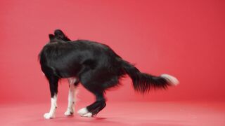 Animal breed - a border collie catching a toy | Trending HD Video