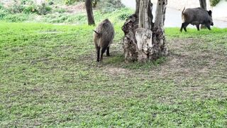 Animal breed - wild boars foraging in green meadow | Trending HD Video