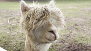 Funnyfuzzy - alpaca closeup | Trending HD Video