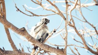 Bunny Vs Monkey - monkey on tree branch foraging for food | Trending HD Video