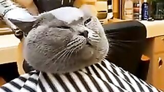 Oyen Cukur Rambut Jadi Petaka