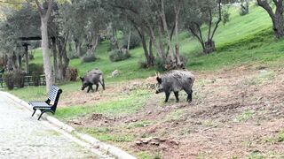 Stuffed Animal - wild boars roaming urban park | Trending HD Video