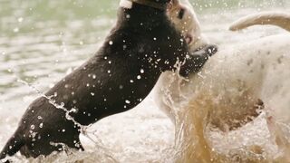 Action figure - dogs playing in the water | Trending HD Video