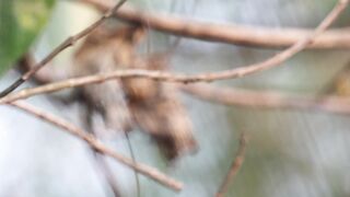 Animal breed - beautiful bird perched in forest foliage | Trending HD Video