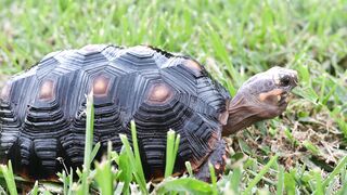 Stuffed Animal - redfoot tortoise eating grass | Trending HD Video