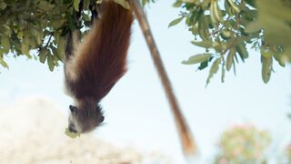 Action figure - monkey hanging in the tree | Trending HD Video