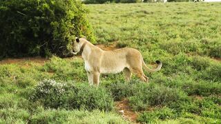 Stuffed Animal - a lion standing on wild grass | Trending HD Video