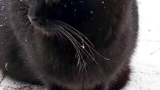 Animale - black cat in snowy winter scene | Trending HD Video