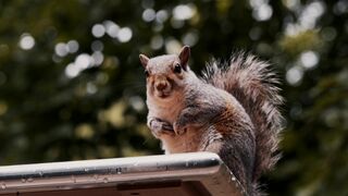 Action figure - a squirrel sitting on top of a roof | Trending HD Video