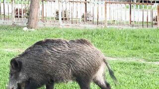 Stuffed Animal - wild boars grazing in urban park setting | Trending HD Video