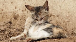 Animal breed - adorable calico cat grooming outdoors | Trending HD Video