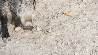 Stuffed Animal - wild boar foraging near urban pathway | Trending HD Video